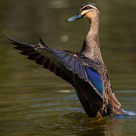 Pacific Black Duck