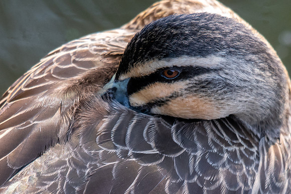 Pacific Black Duck