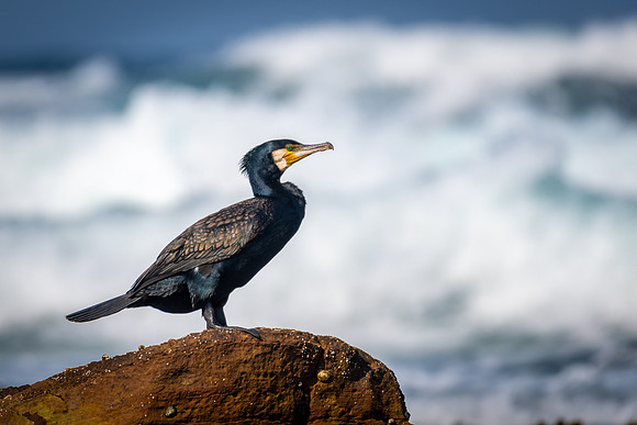 Great Cormorant