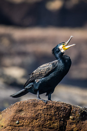 Great Cormorant