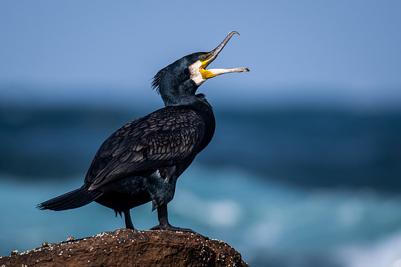 Great Cormorant