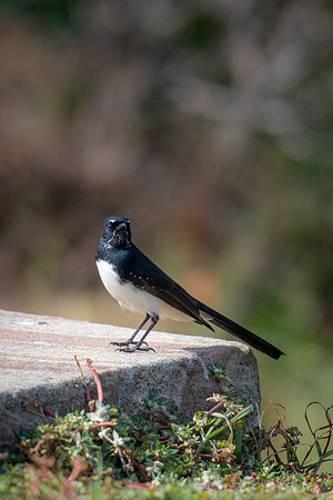 Willie Wagtail