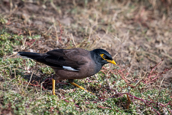 Common Myna
