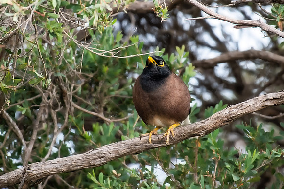 Common Myna
