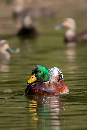 Northern Mallard