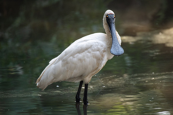Royal Spoonbill