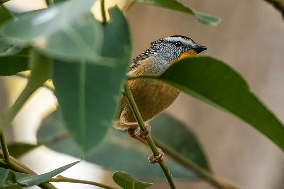 Spotted Pardalote