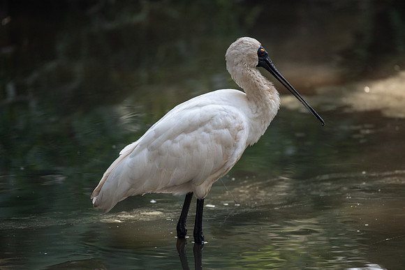Royal Spoonbill