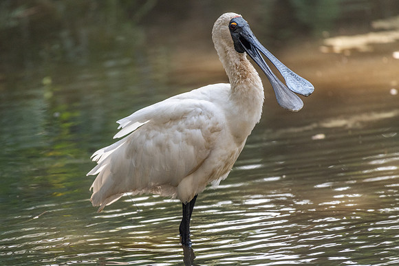 Royal Spoonbill