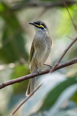Yellow-faced Honeyeater