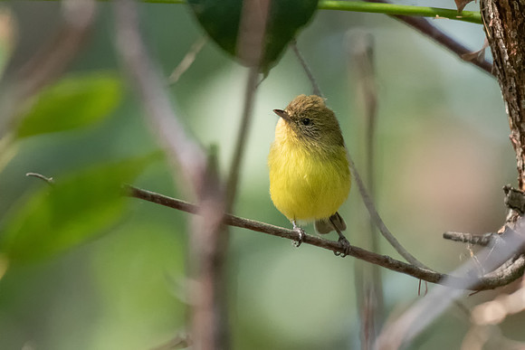 Yellow Thornbill