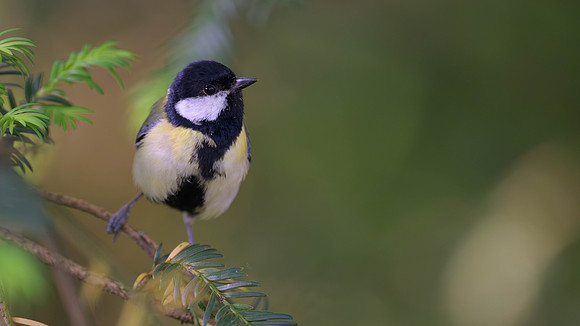 Great TIt