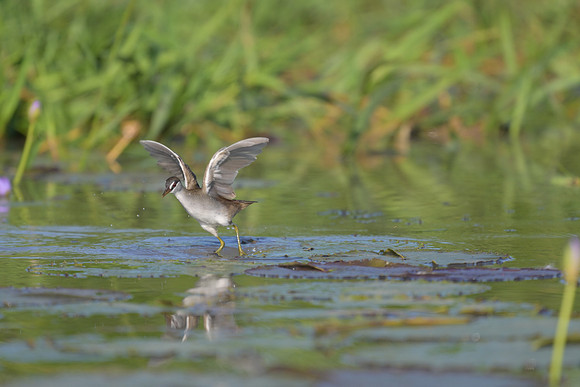 White-browed Crake