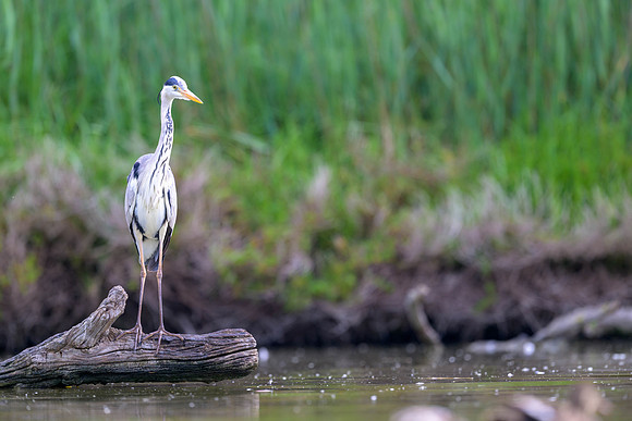 Gray Heron