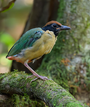 Noisy Pitta