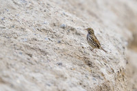 Savannah Sparrow