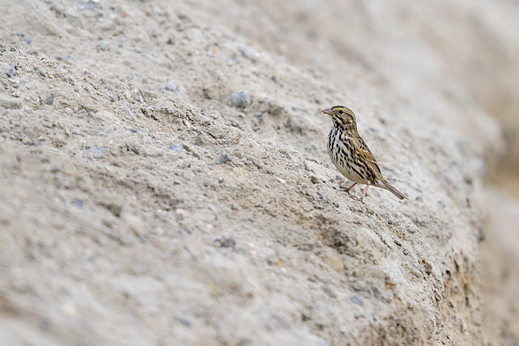 Savannah Sparrow