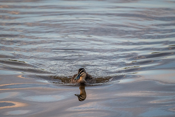 Pacific Black Duck