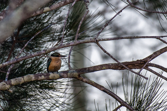Sacred Kingfisher
