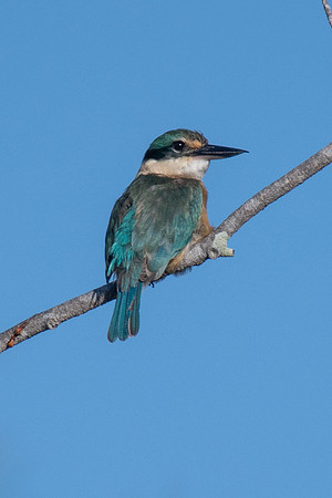 Sacred Kingfisher