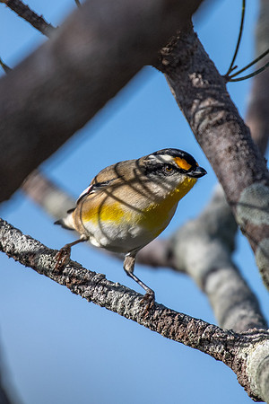 Striated Pardalote