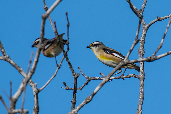 Striated Pardalote
