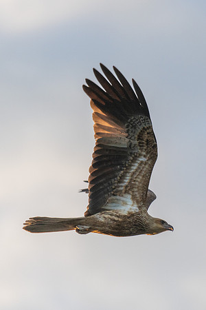 Whistling Kite