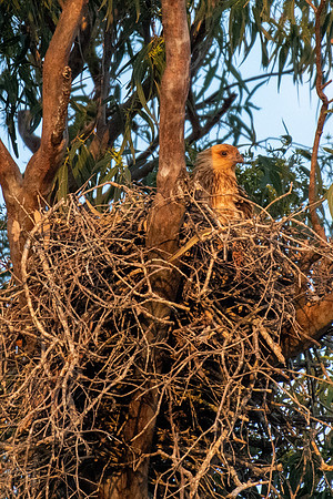 Whistling Kite