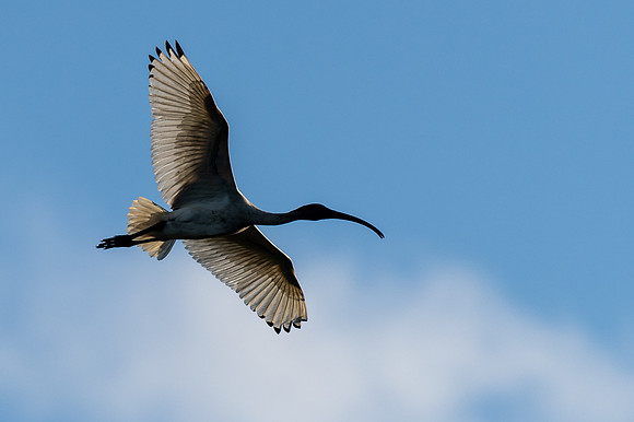 Australian White Ibis