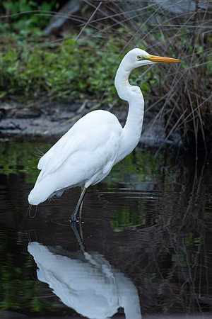 Great Egret