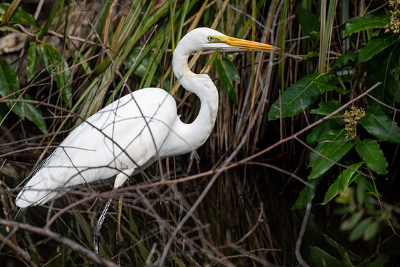 Great Egret