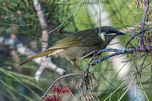 Lewin's Honeyeater
