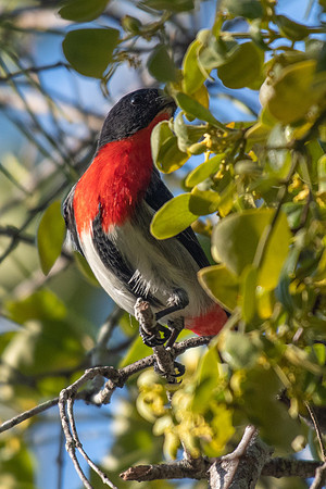 Mistletoebird