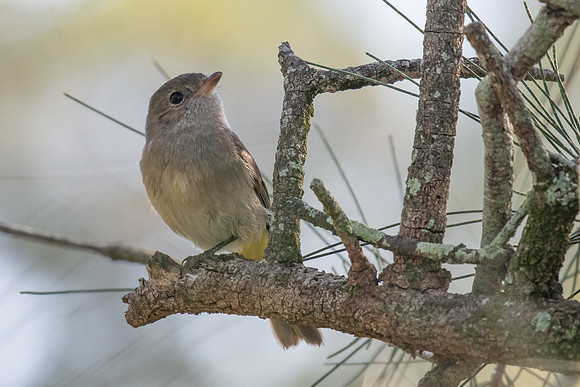 Golden Whistler