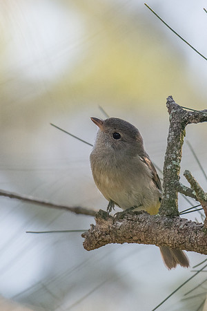 Golden Whistler