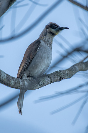 Little Friarbird