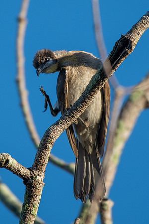 Little Friarbird