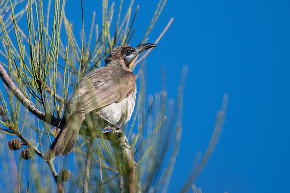 Little Friarbird
