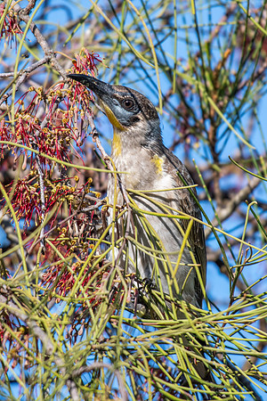 Little Friarbird