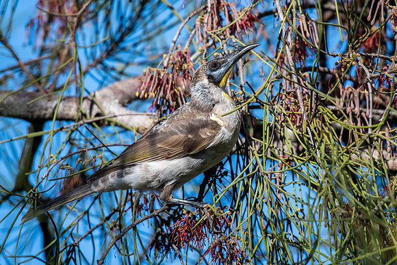 Little Friarbird