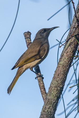 Brown Honeyeater