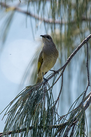 Brown Honeyeater