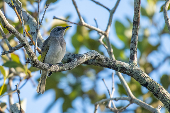 Brown Honeyeater