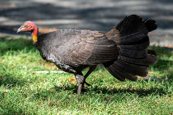 Australian Brush-turkey