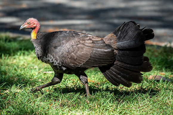Australian Brush-turkey