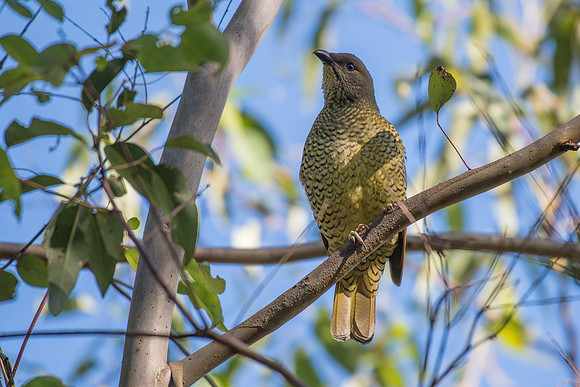 Satin Bowerbird