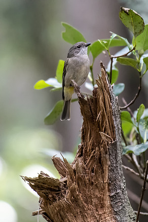 Golden Whistler