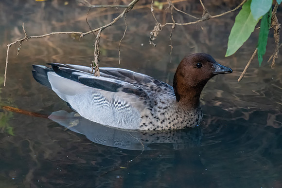 Australian Wood Duck