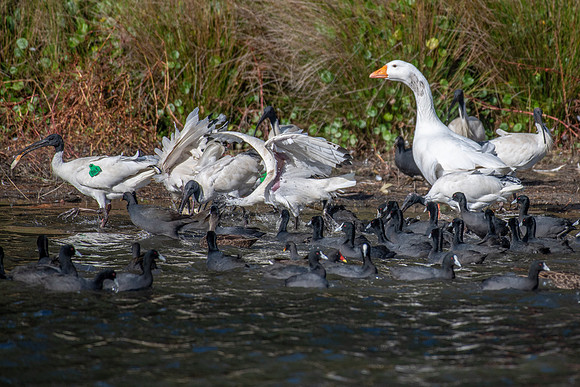 Greylag Goose, Australian White Ibis, Eurasian Coot,  Dusky Moorhen