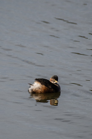 Australasian Grebe